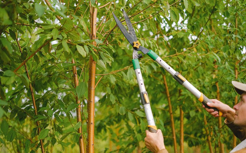 Tree trimming in Dwale, KY